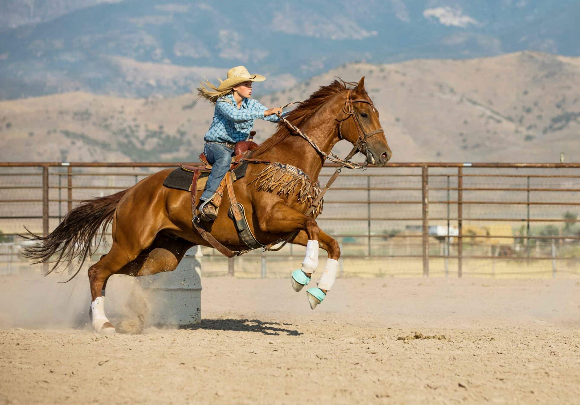 About Shiner Animal Hospital
