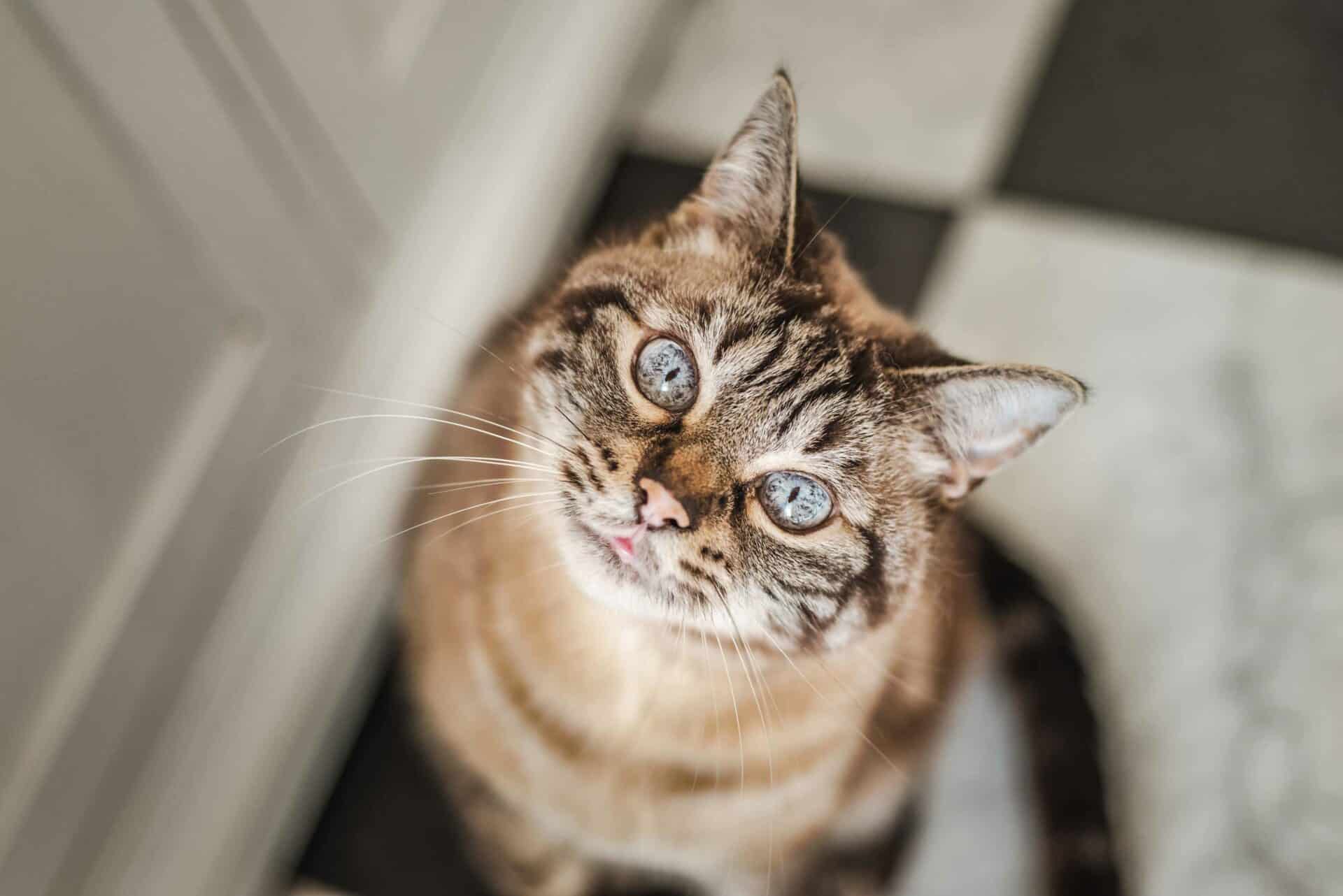Adult Pets (1–7 Years Old)