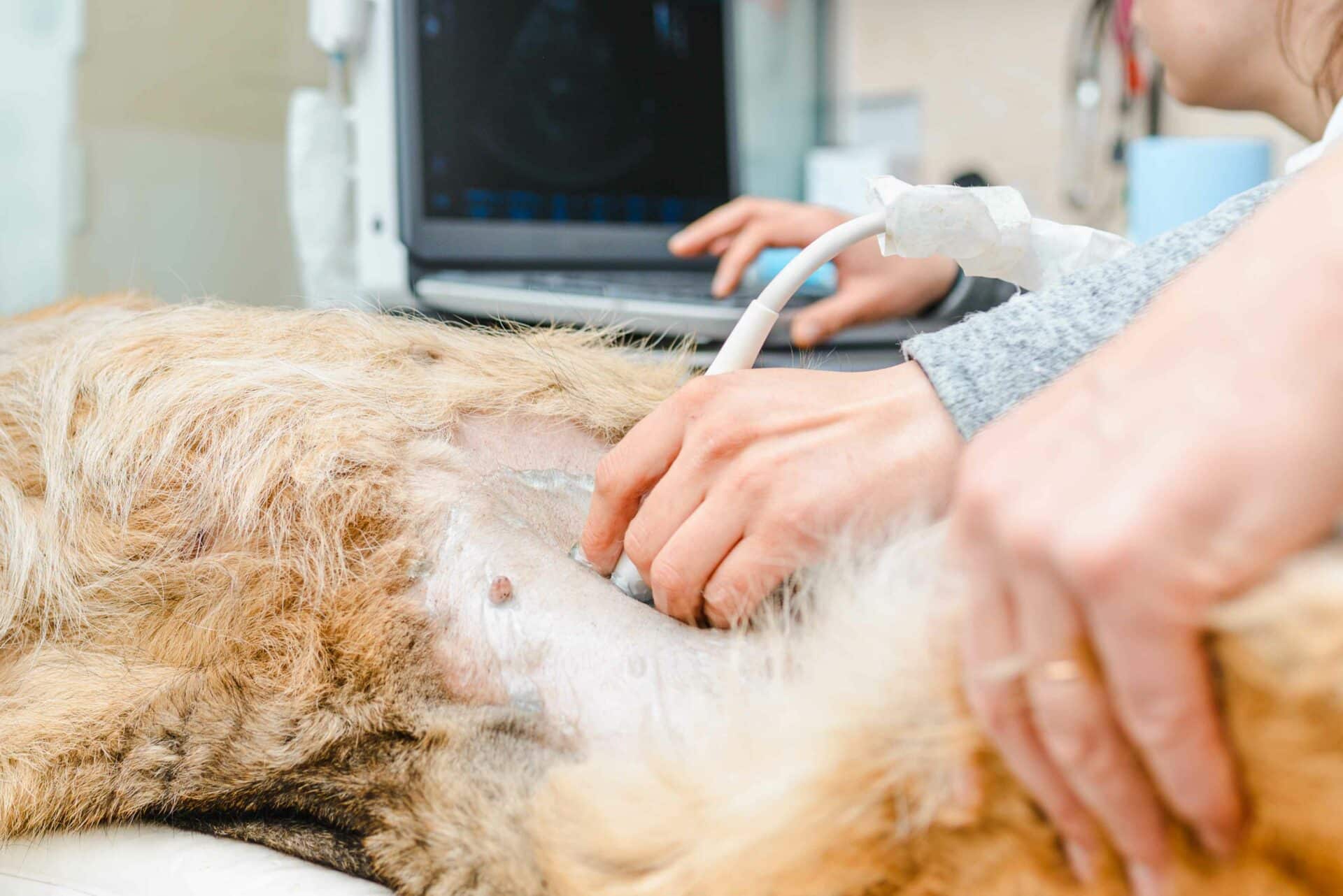Advanced Imaging: Digital X-Rays and Ultrasound
