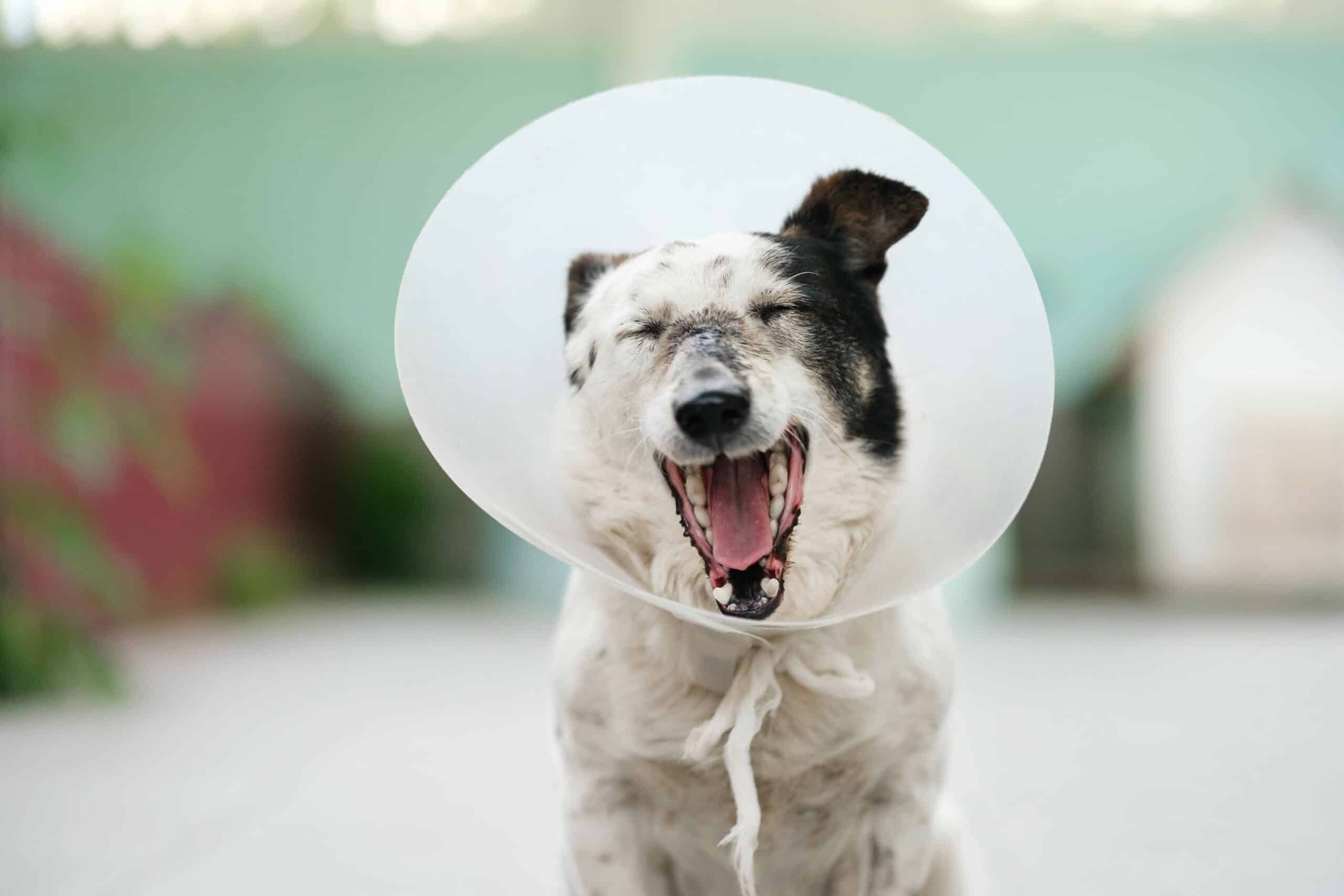 Benefits of Spaying and Neutering