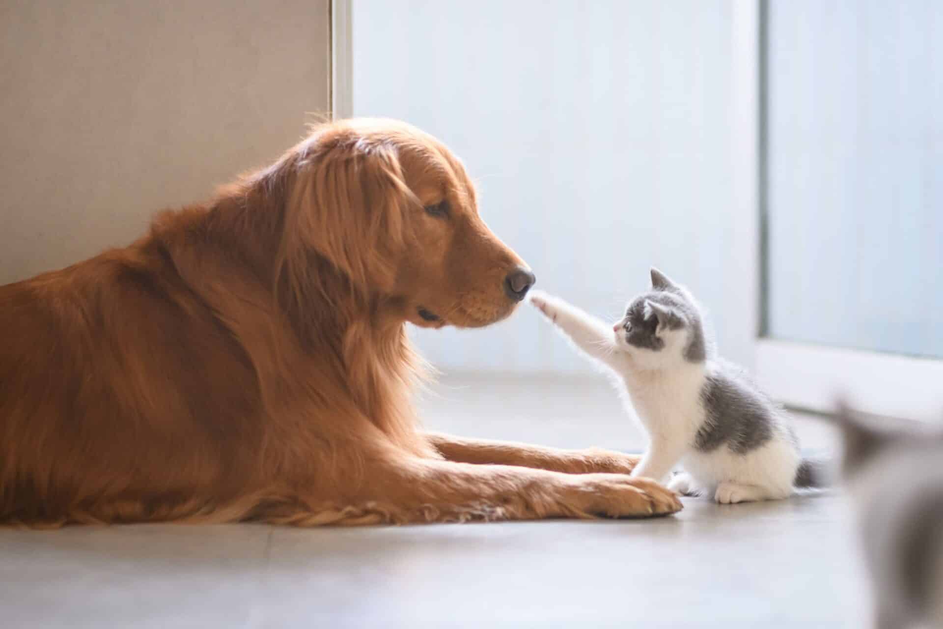 Compassionate, Quality Care for Your Pet at Shiner Animal Hospital