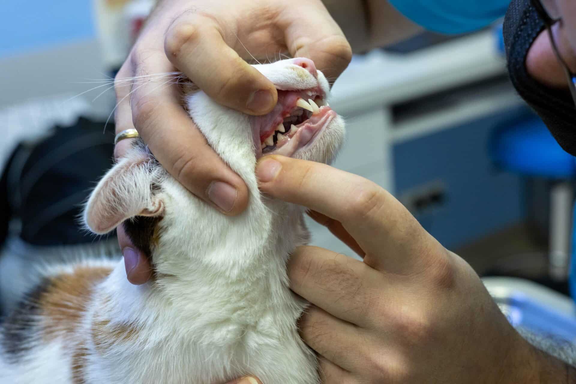 Dental Care