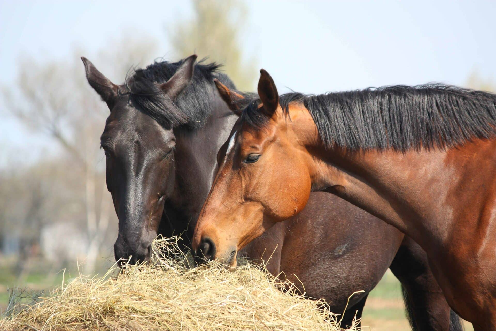 Equine Services
