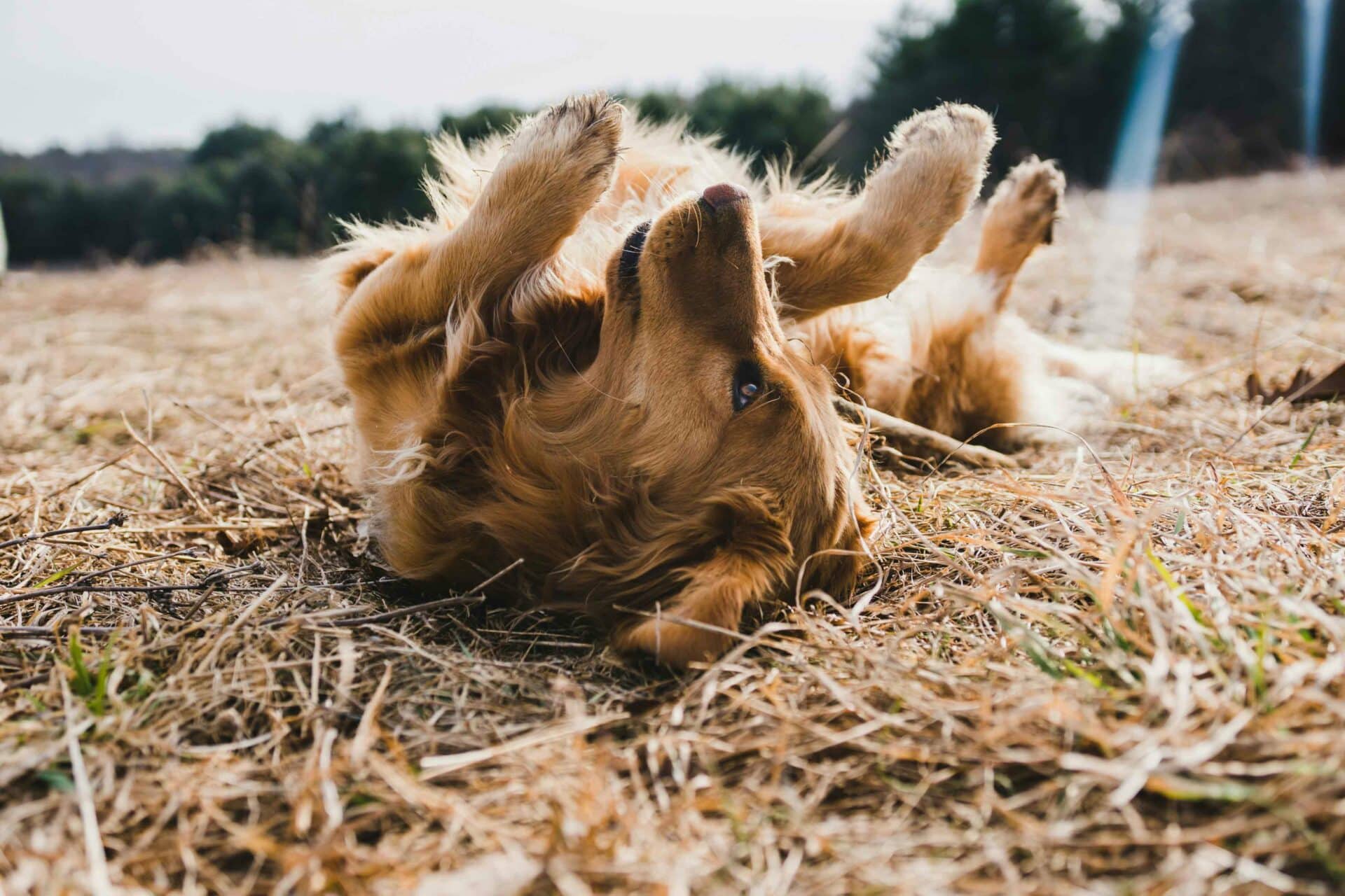 Getting Ahead of Fleas: Your Fall Guide to Parasite Prevention
