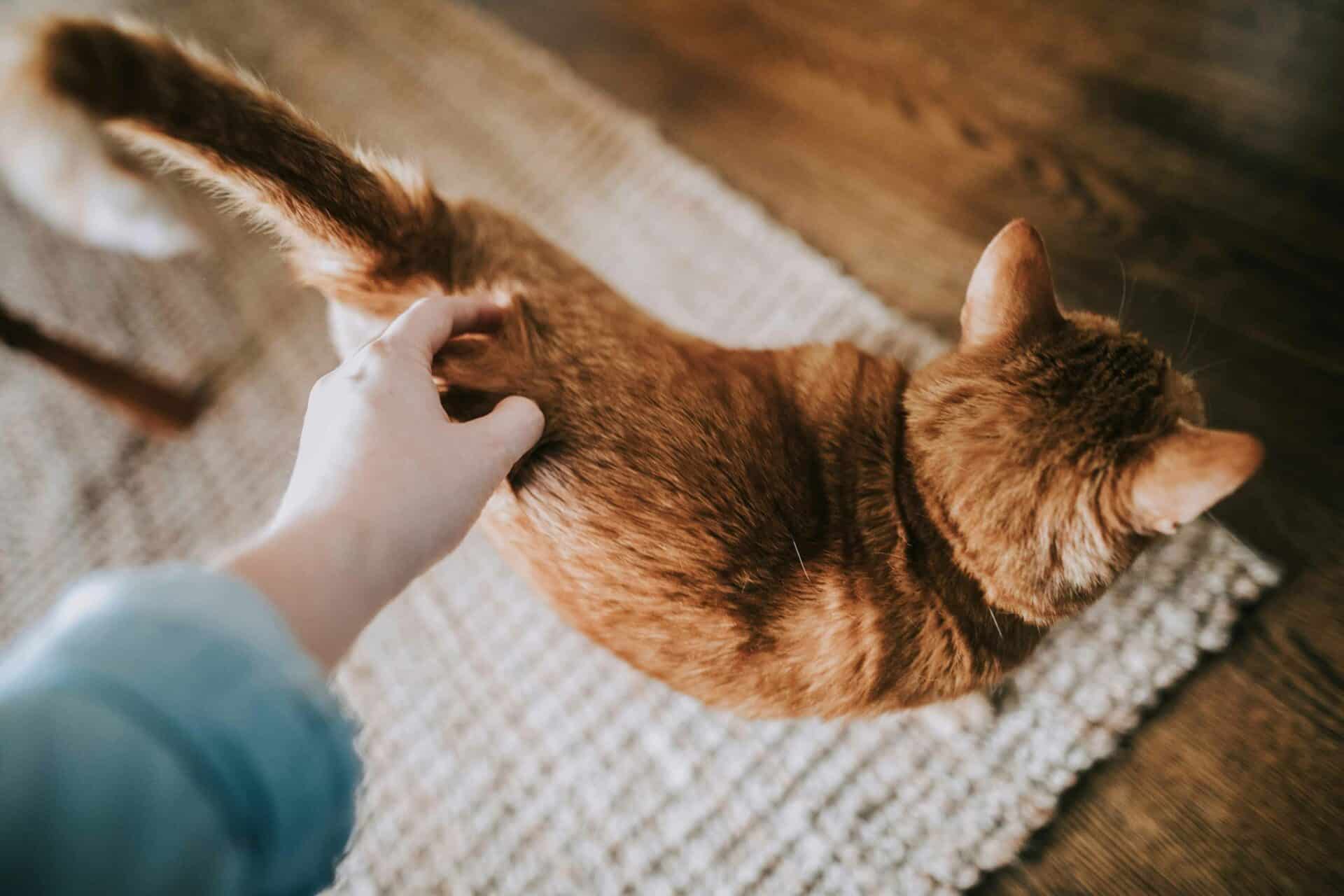 Heartworm 101: Understanding Risks and How to Protect Your Pet