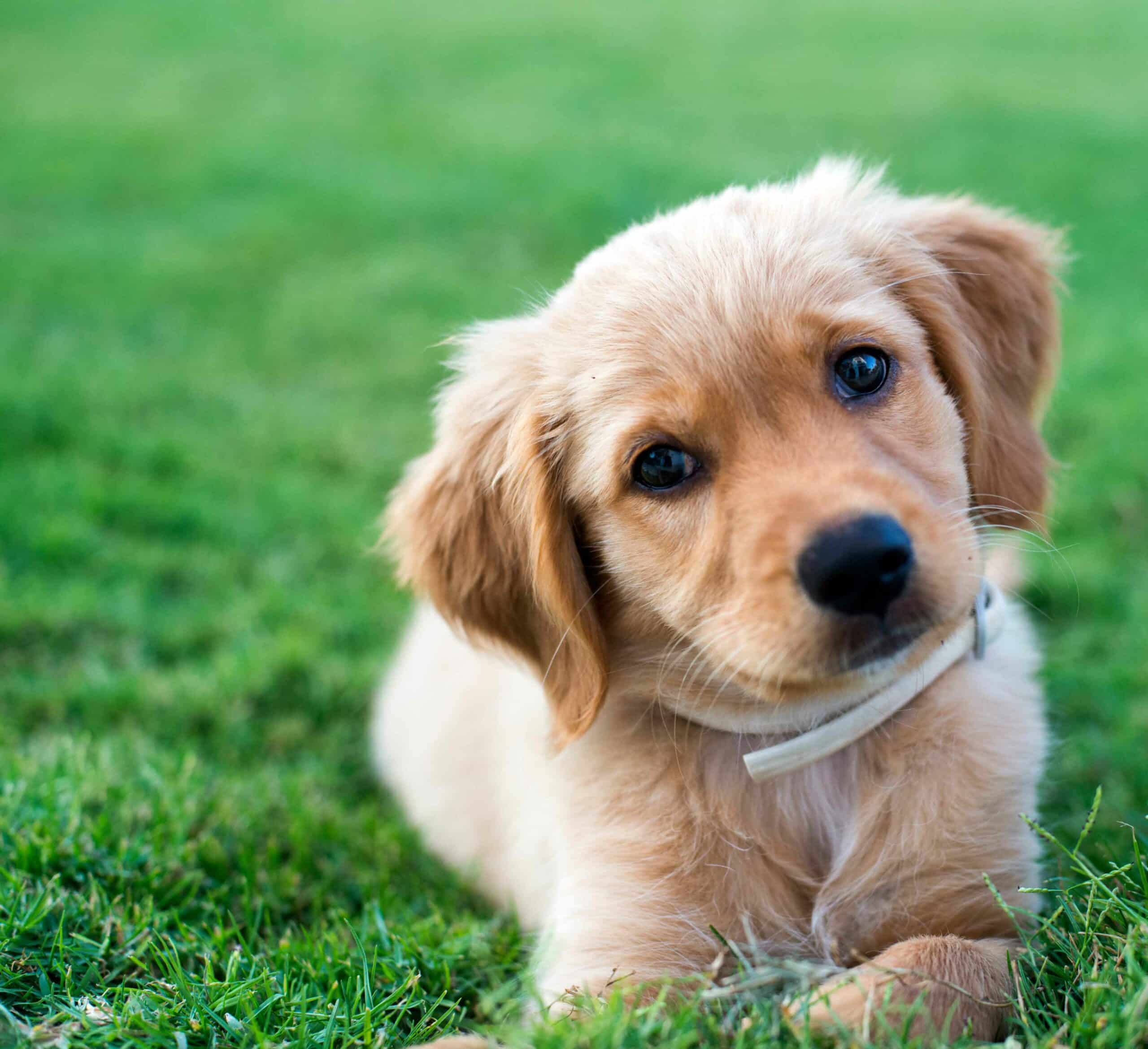 Ongoing Veterinary Care: Investing in Your Pet’s Future Health