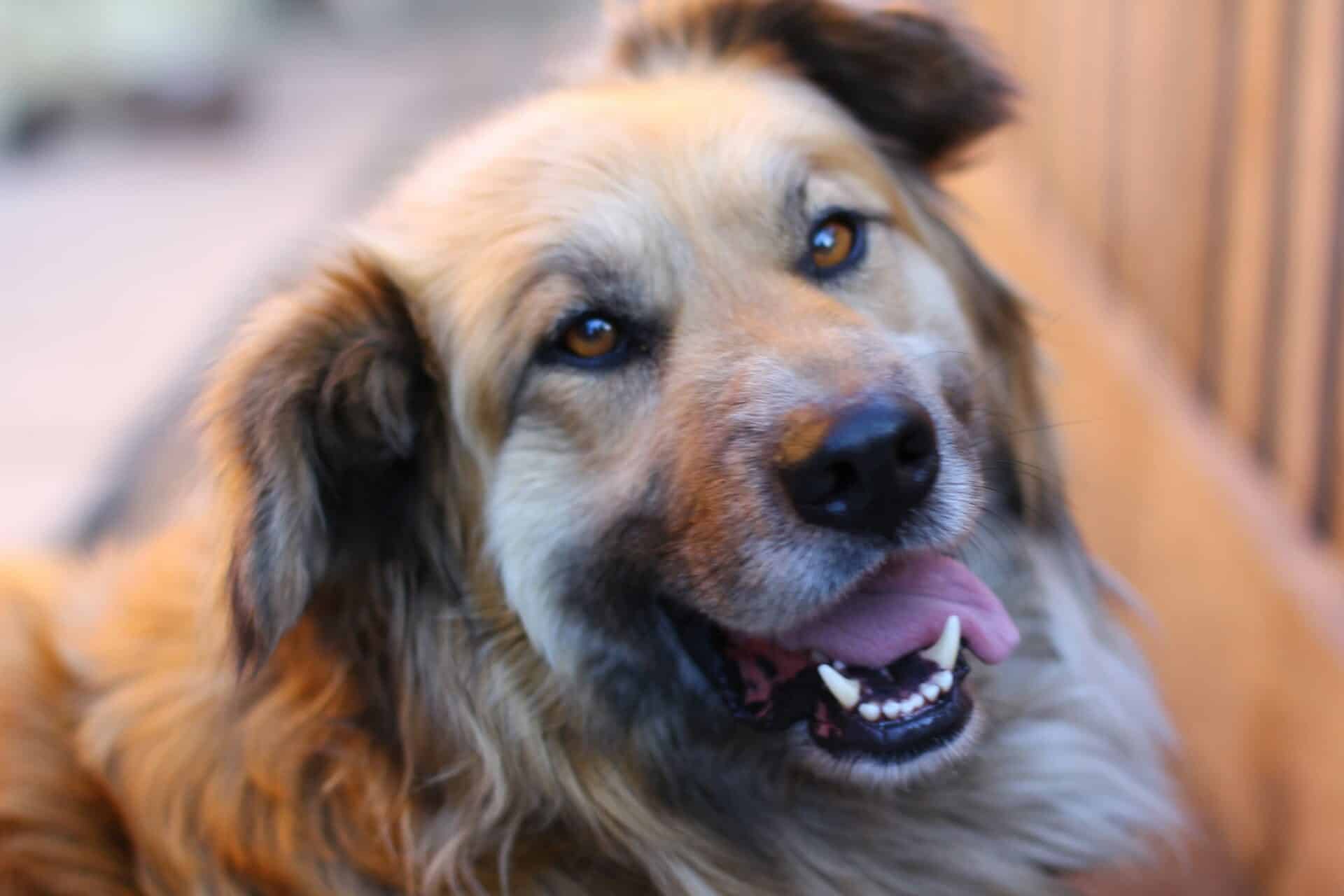 Our Senior Dog and Cat Care Services