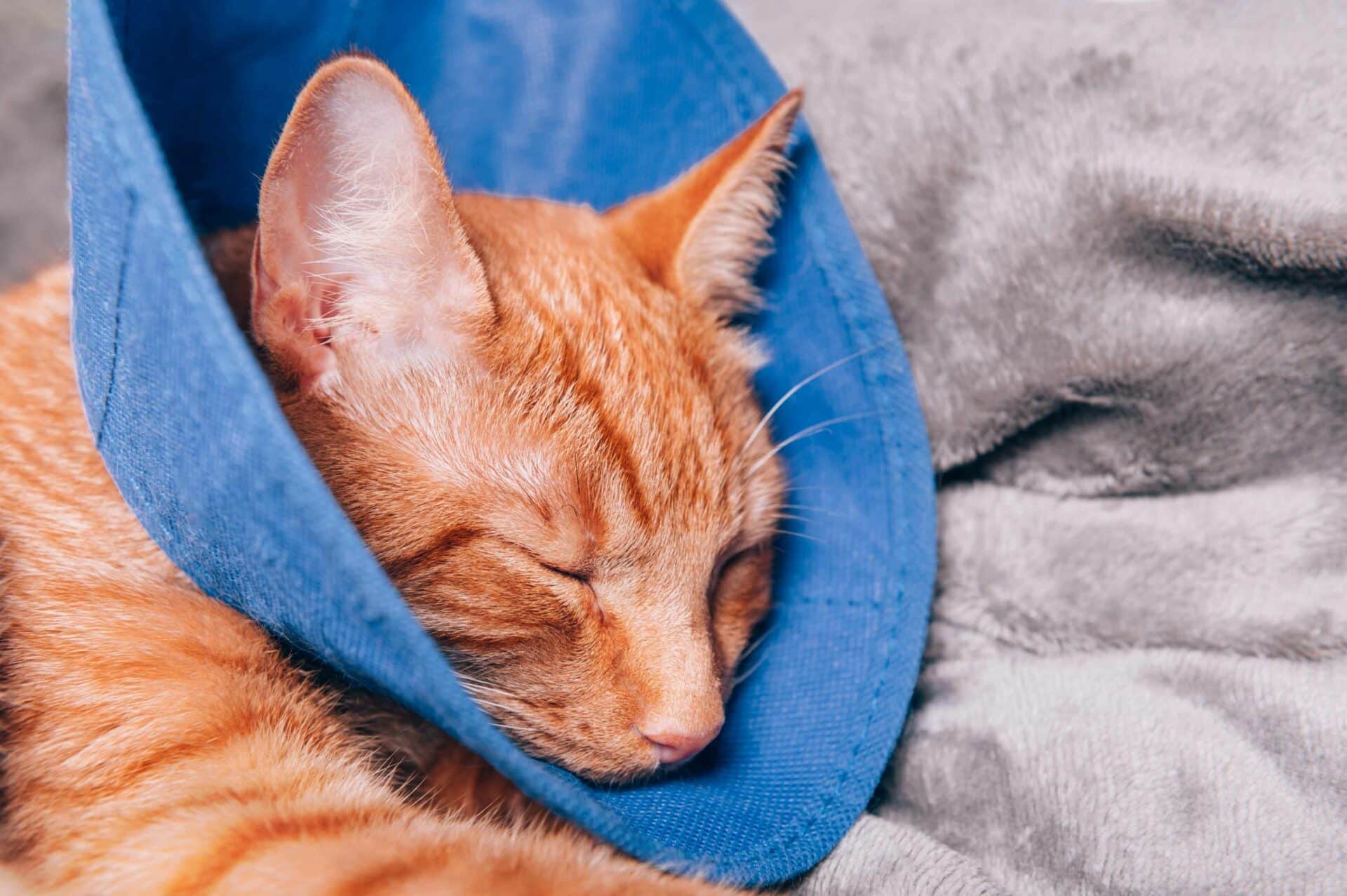 Our Spay and Neuter Process