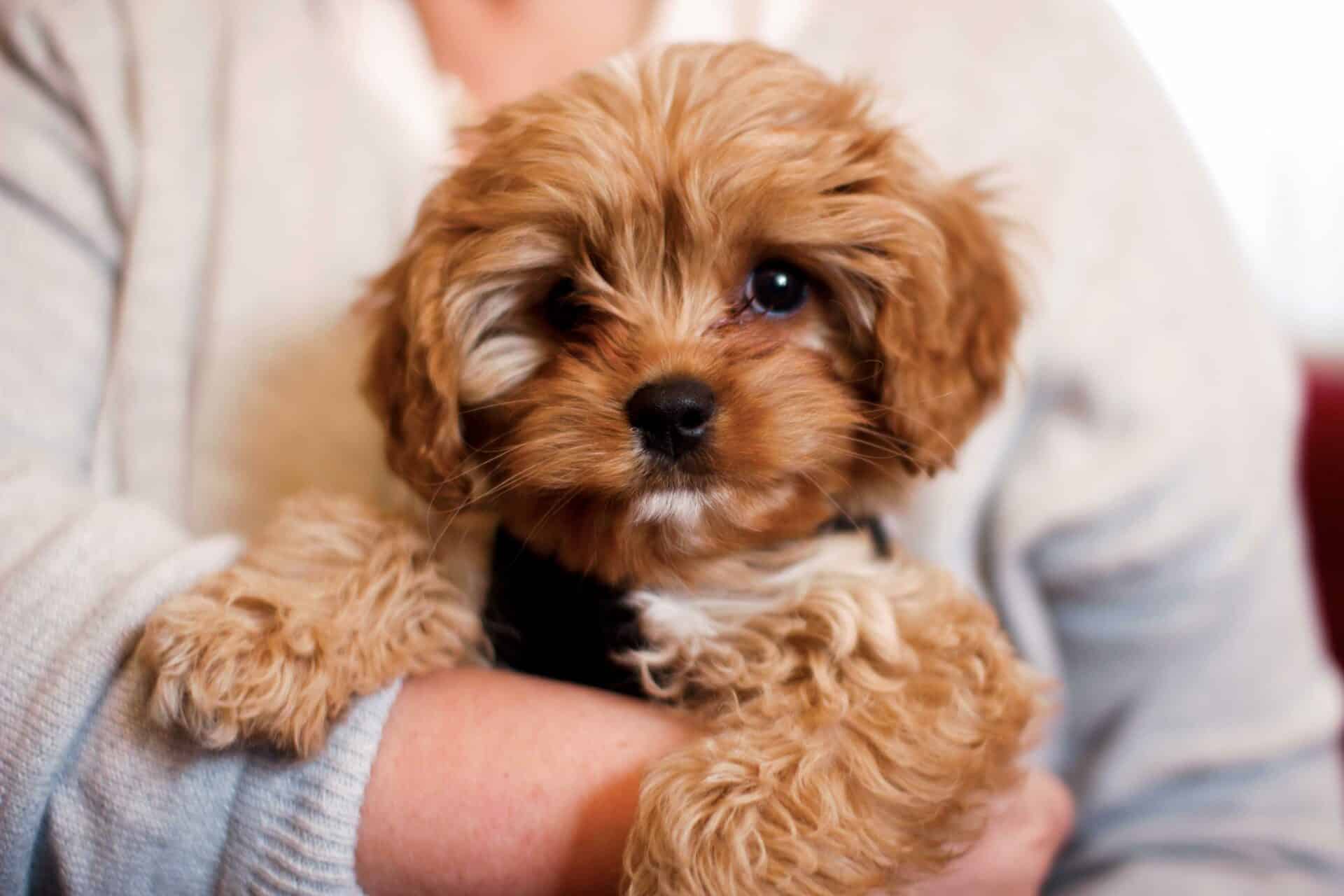 Puppies and Kittens (Under 18 Months Old)