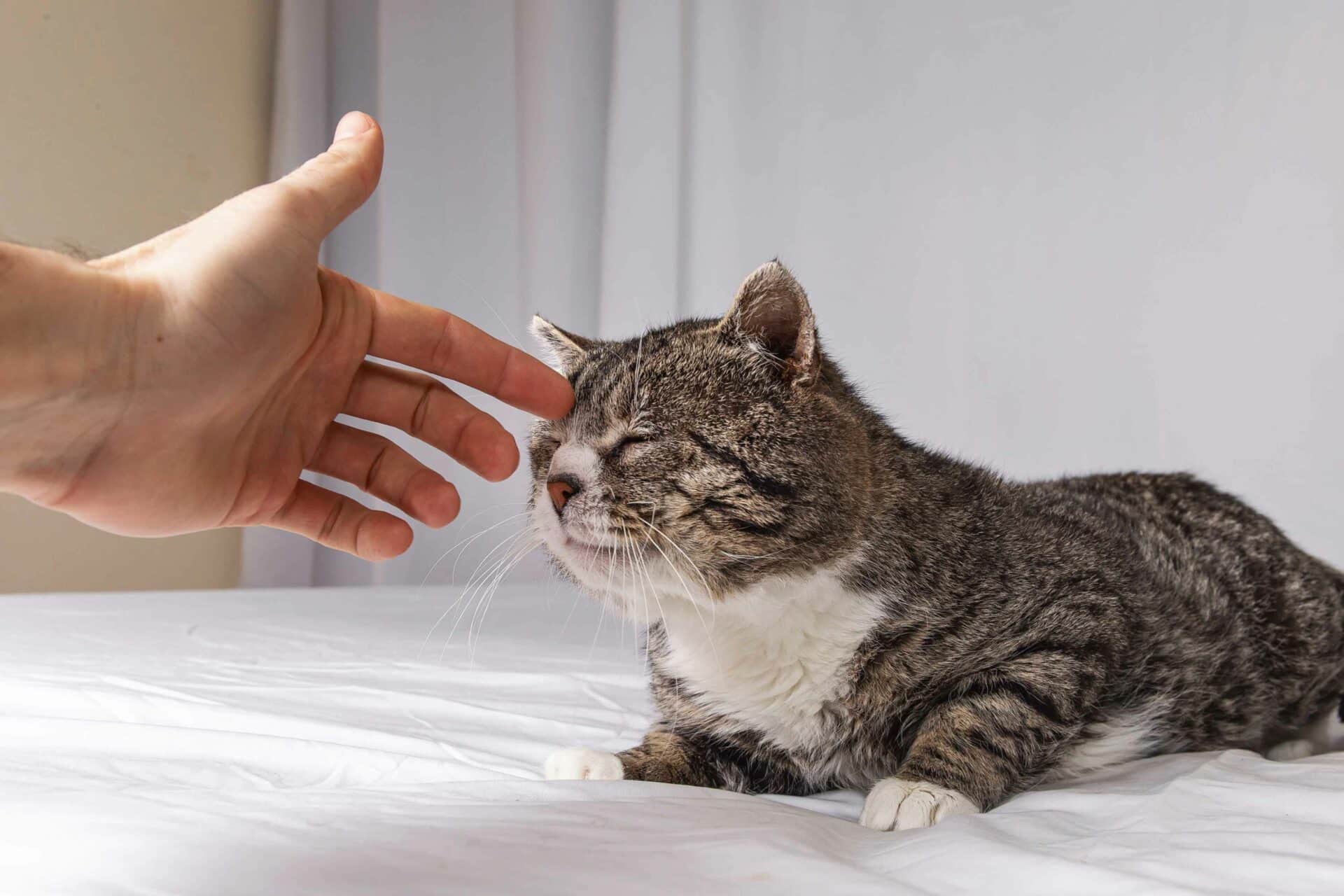 Senior Pet Care