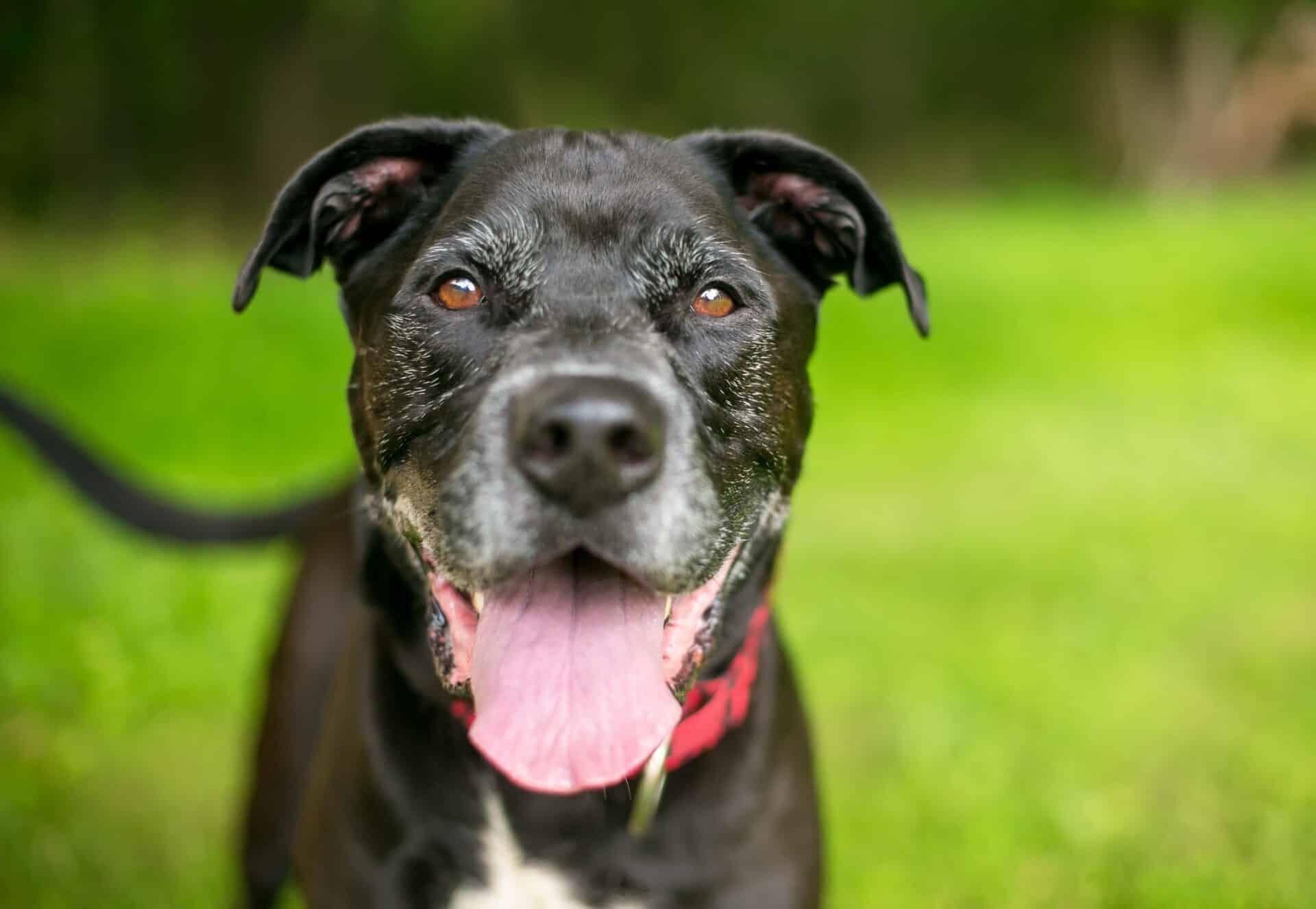 Senior Pets (7+ Years Old)