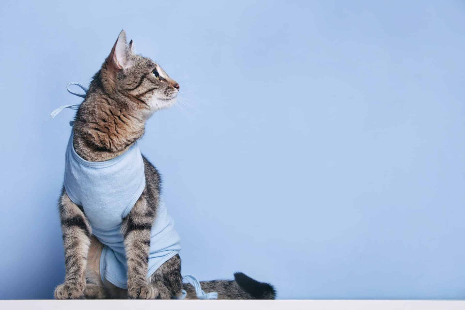 Spay and Neuter