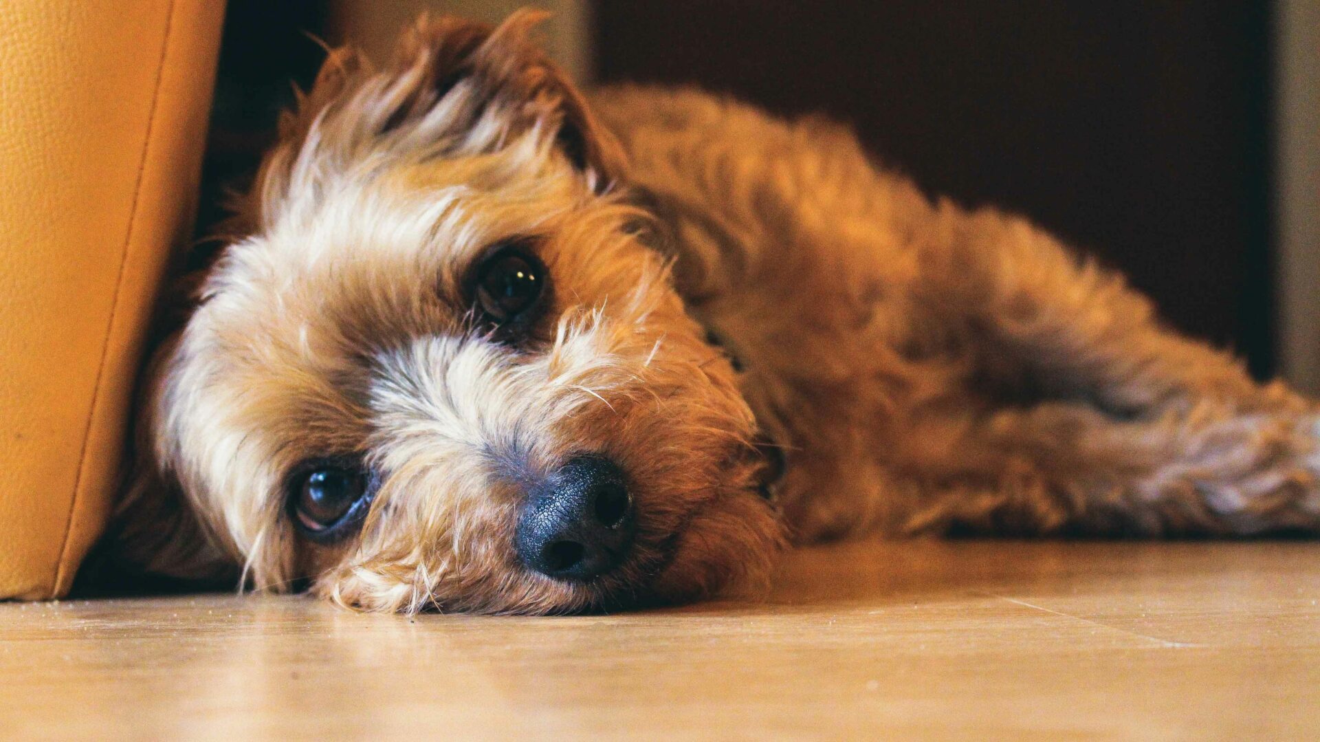 Subtle Signs of Pain in Pets