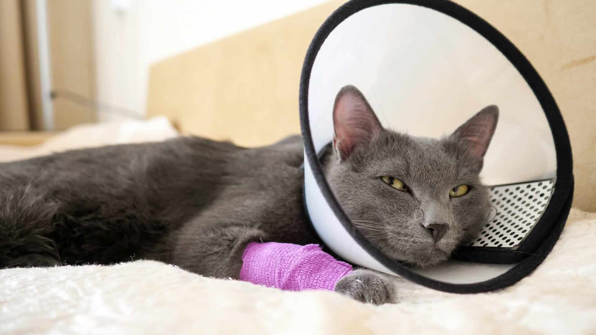 Types of Pet Surgery We Offer