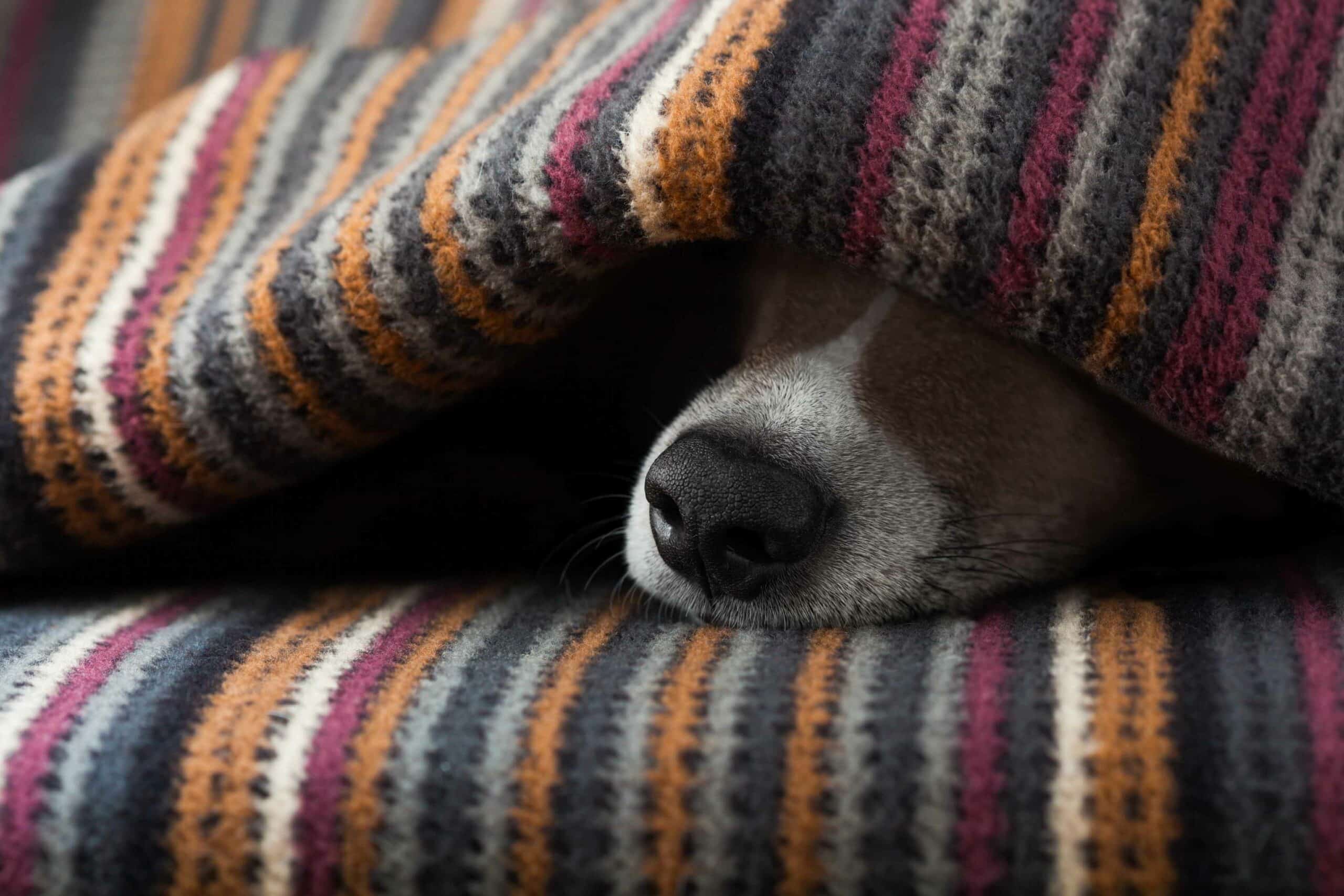 Understanding Senior Health in Dogs and Cats