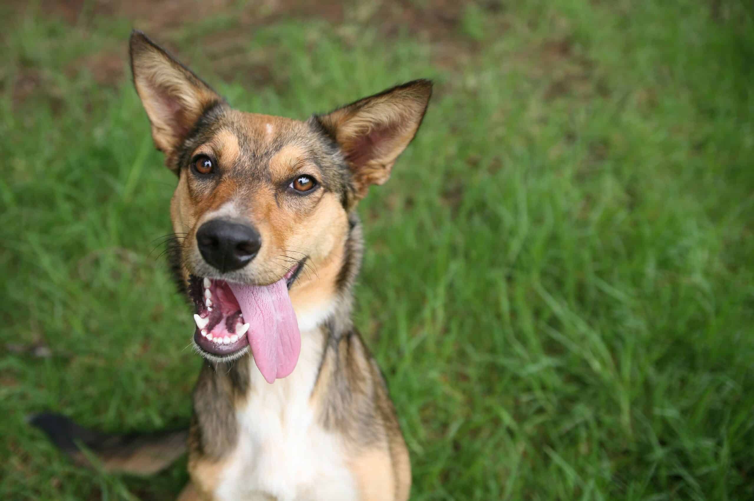 Why Choose Shiner Animal Hospital for Pet Dental Care?