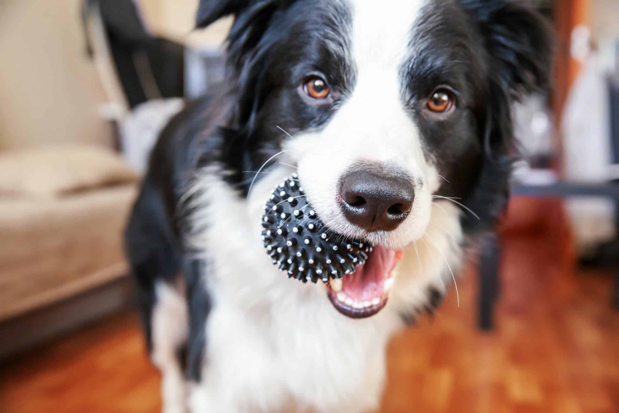 Why Choose Shiner Animal Hospital for Your Pet’s Spay or Neuter?