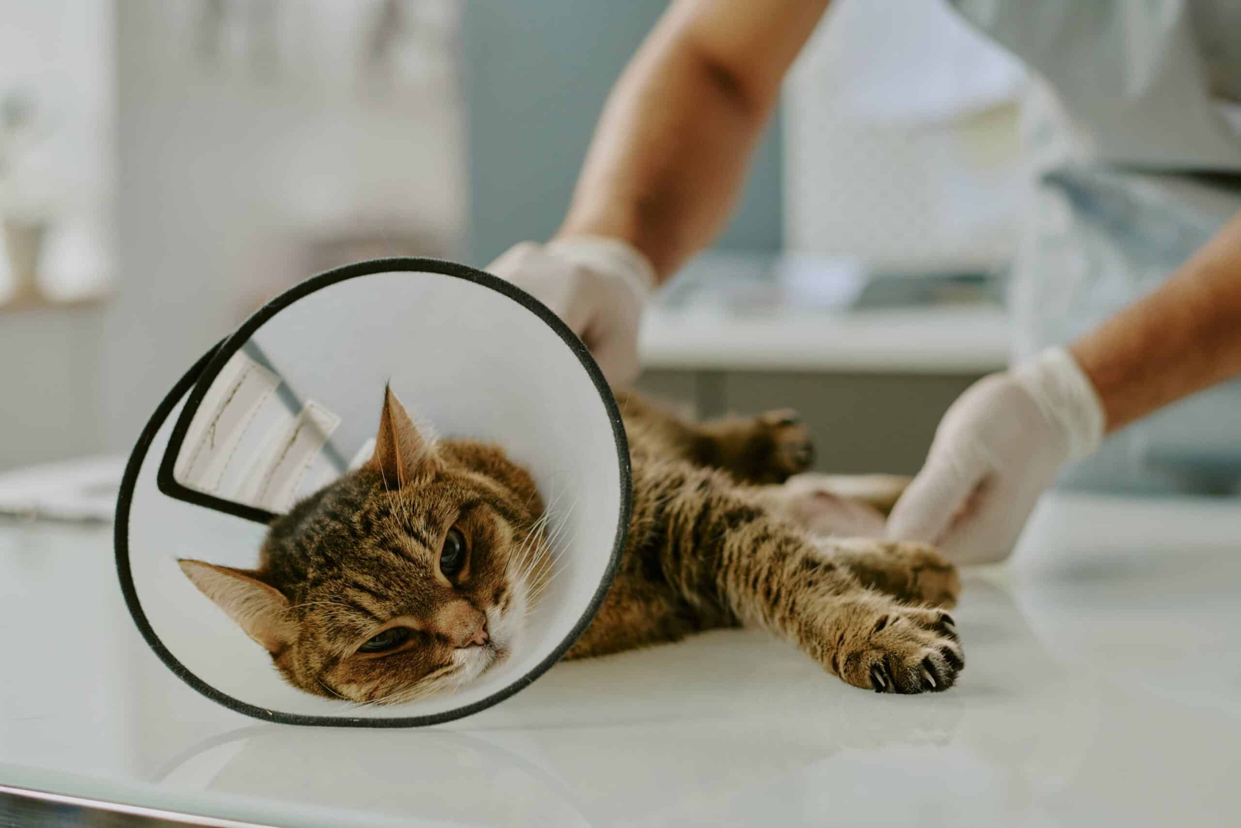 Diagnostics & Imaging