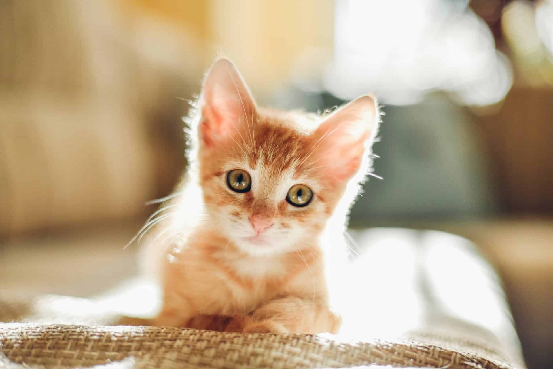 New Puppy and Kitten Care