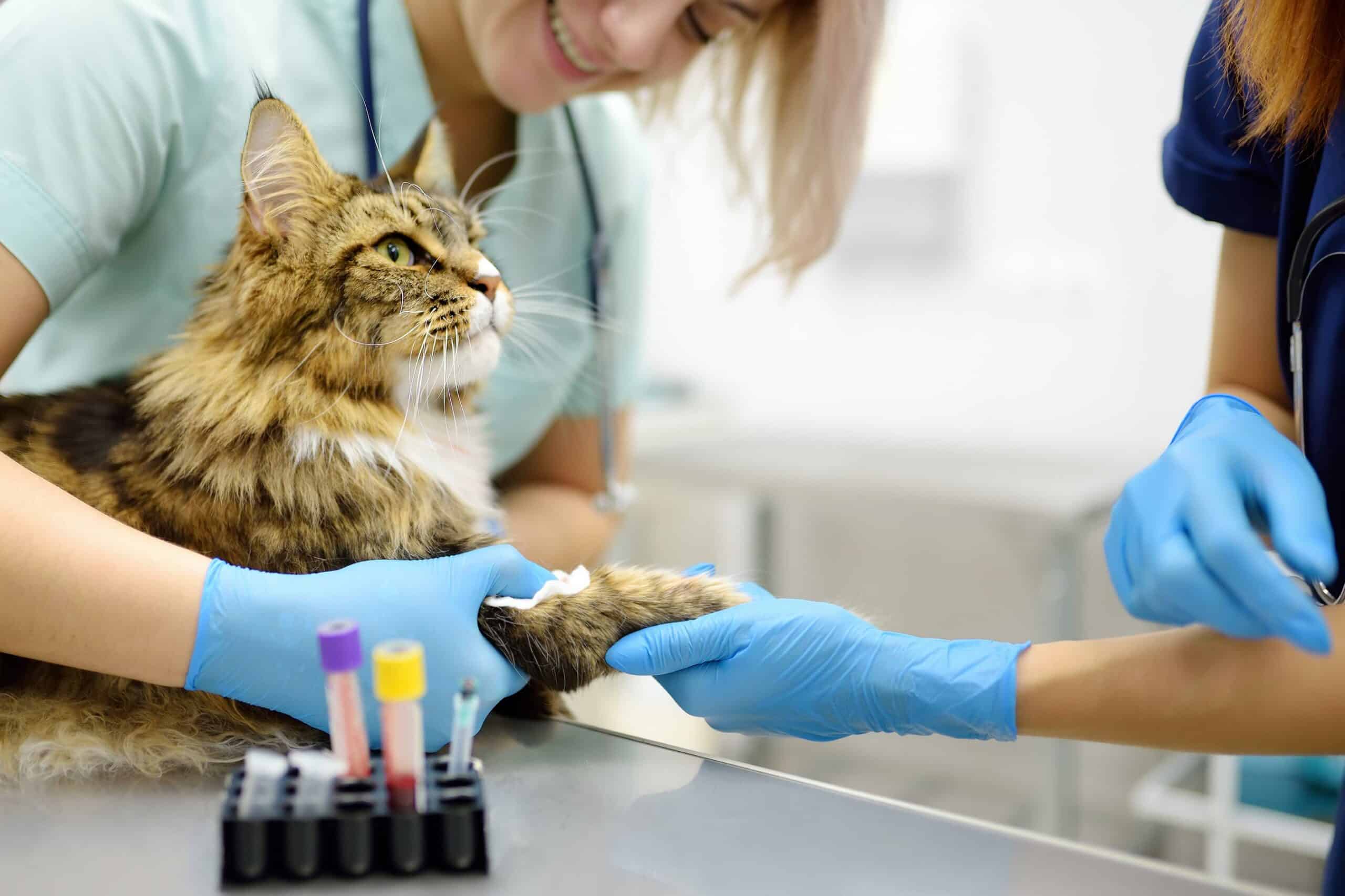 Wellness and Preventive Care